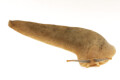 Veronicella sloanei semiadult